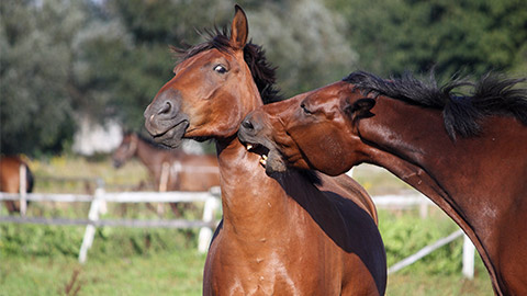 Two horses playing with each other