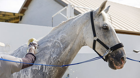 Horse shower at the stable