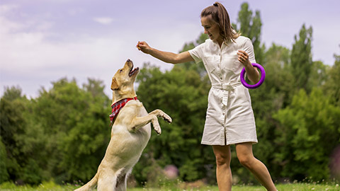 a young girl gives a treat to a labrador dog in the park