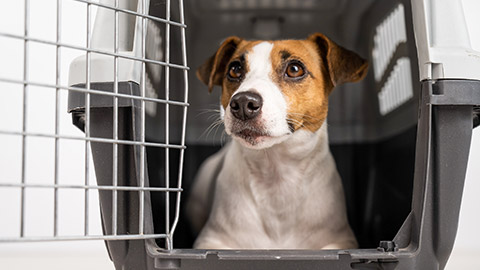 Jack Russell Terrier dog inside a cage for safe transportation