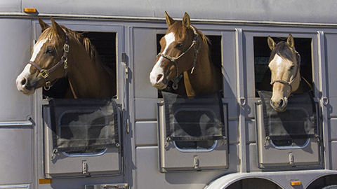 Three Horses Looking Out of a Horse Trailer