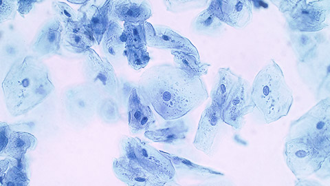 A microscope image of human cells