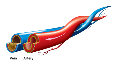 AN illustration of an artery and a vein in a cardio vascular system