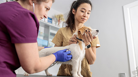 doctors are doing medical treatment in modern veterinary clinic