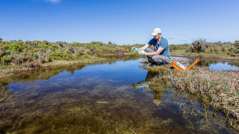 Scientist measuring water quality parameters in a wetland