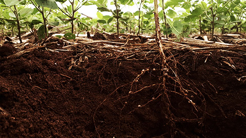 development of soybean root