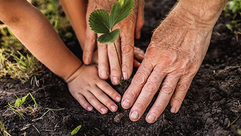 A child and adult planting a shrub in a garden