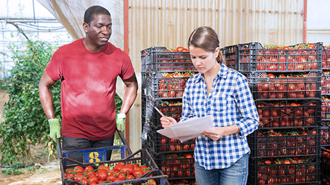 Tomato farmers checking the data