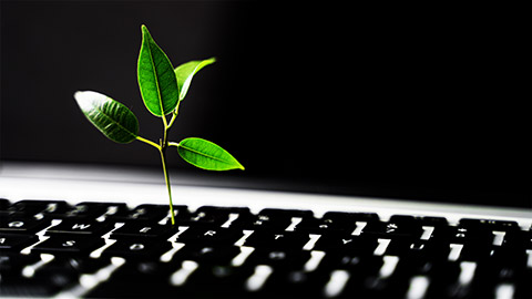 A seedling propped up by a laptop keyboard