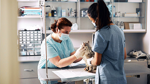 a couple of veterinarians physically checking a cat