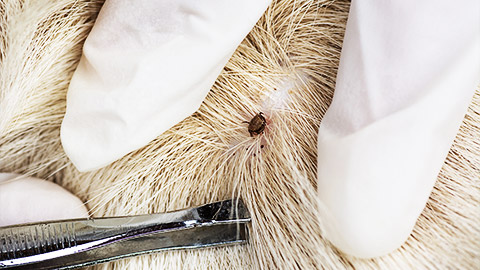 Closeup of human hands using silver pliers to remove dog adult tick from the fur