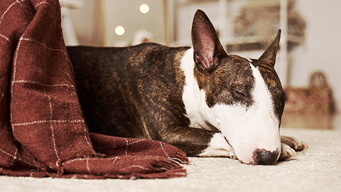 a bull terrier sleeping on a carpet