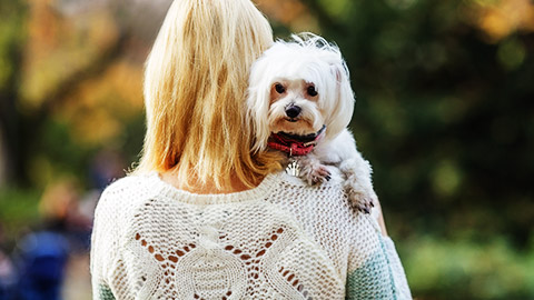 a maltese terrier being carried by its owner