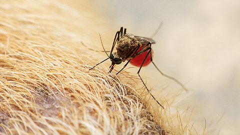 a mosquito feeding off a dog