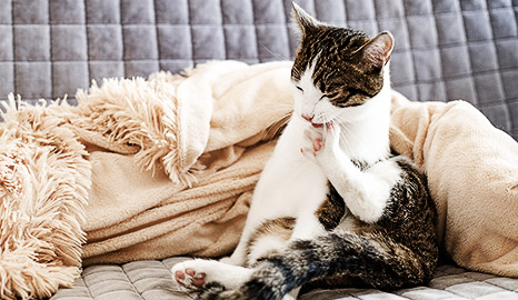 A cat groom itself