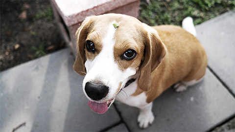 A cute beagle with a piece of food unknowingly on top of its head