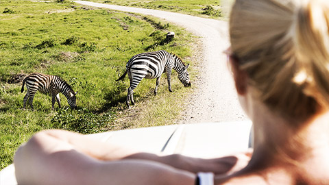 A person observing zebras from a far