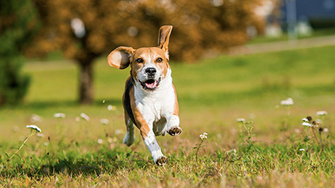 A playful adolescent beagle running