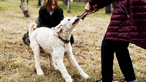 A dog behaving annoyingly