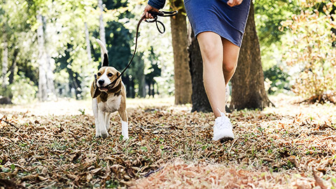 A dog and its owner enjoying outdoors