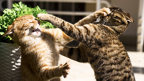 Two cats fighting