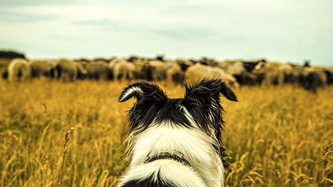 A Border collie watching a flock of sheep on an overcast day