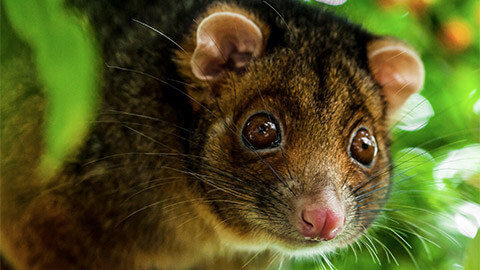 A close up of a wild suburban ringtail possum, facing the camera