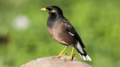 A Common Myna perched on a rock in the sun