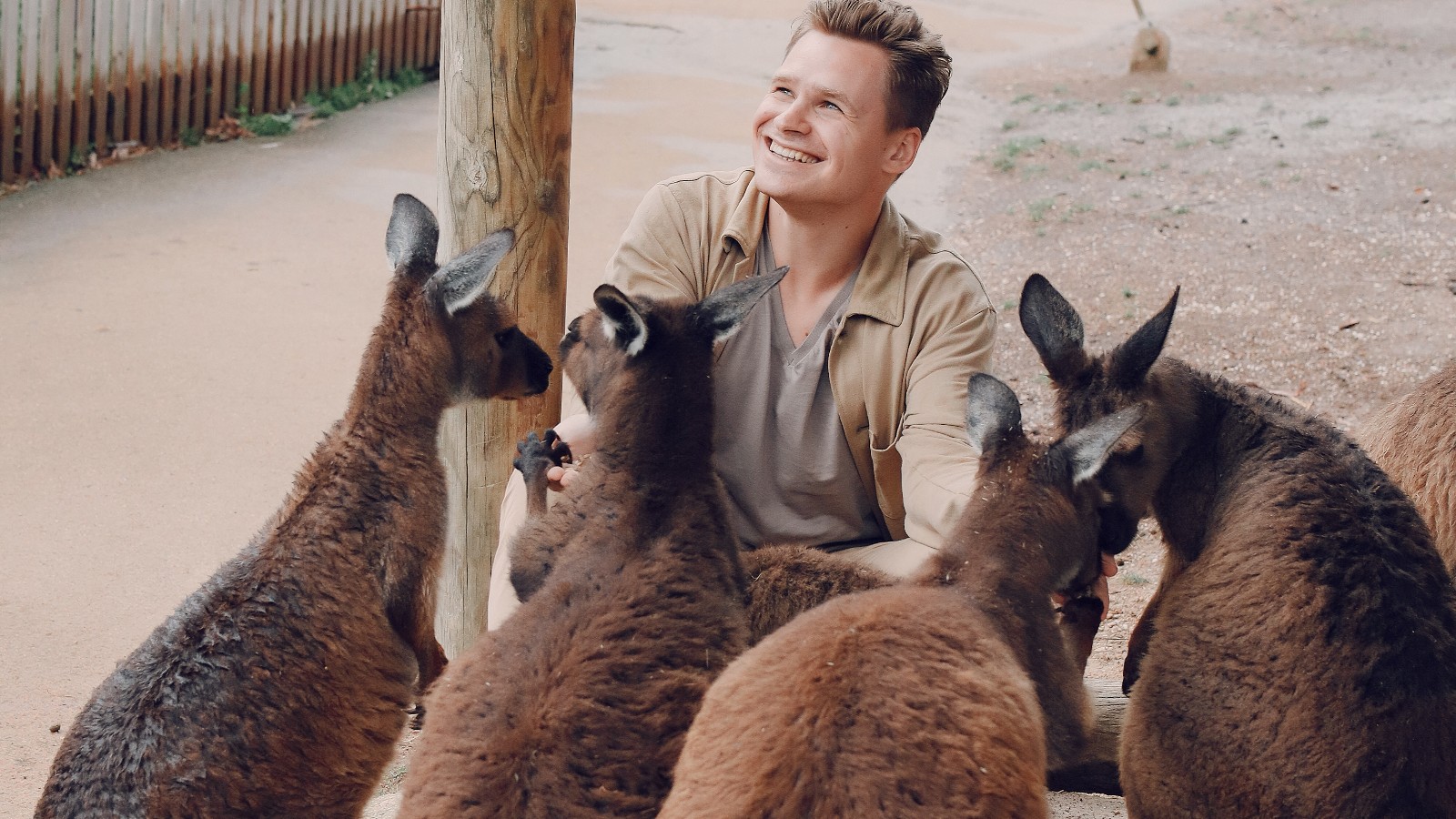 A wildlife park animal attendant squatting down and engaging with some wallabies