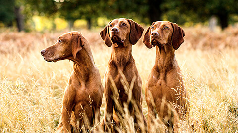 Three Hungarian Vizlas sitting in a field of long grass