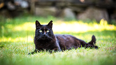 A cat with an ear notch, resting on the lawn in the afternoon