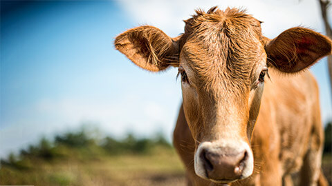 A close up of a cow standing in a paddock, on a sunny afternoon