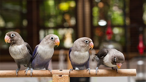 Baby lovebirds on the perch in the house