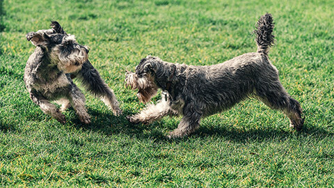 Two dogs playing in the park