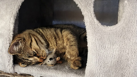 A cat resting in its home