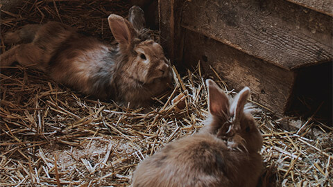 Two rabbit resting on straw