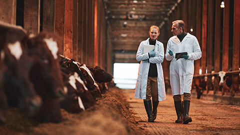 2 vet staff inspecting animals and talking