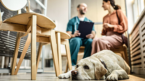 A veterinarian actively listening to one of their clients in the waiting room, with the client's dog in the foreground