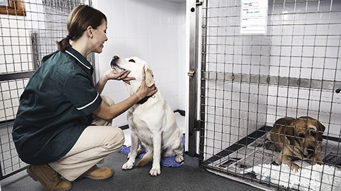 A veterinarian observing the pets under their care