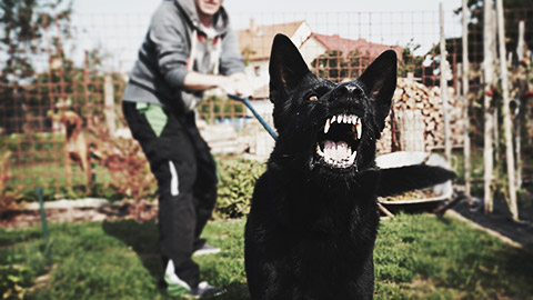 An aggressive dog being held back by its' owner