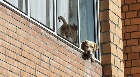 A couple of pets being quarantined looking out of the window