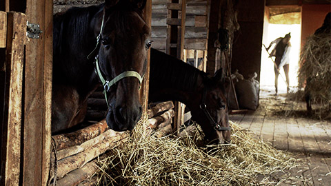 An employee cleaning the cages of horses