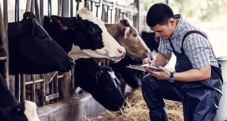 A person handling livestock of mainly cows