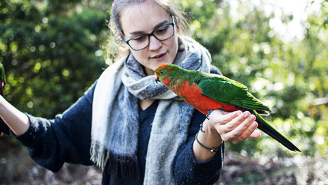 A person handling multiple birds