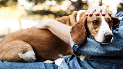 A dog comfortable with a person