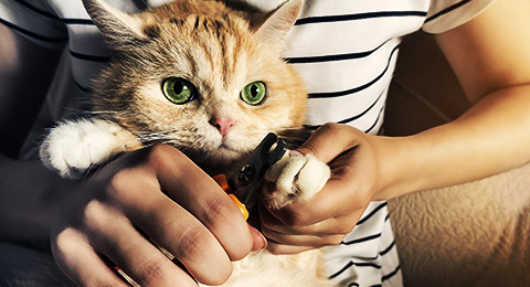 A cat being held for clipping its claws