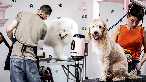 A pair of animal groomers working side by side