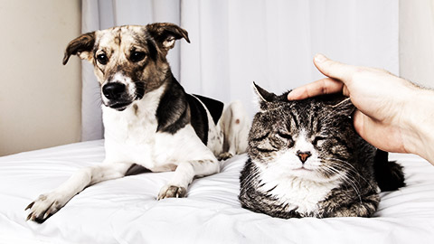 An old cat and an old dog sitting side by side