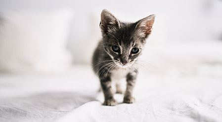 A kitten walking on a bed