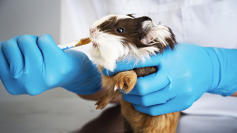 A guinea pig being fed by a gloved hands